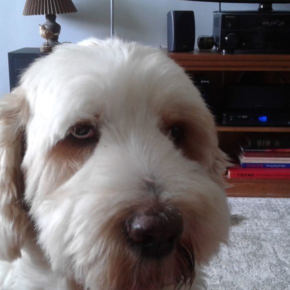 Meet your Posher, Debbie - Picture 1 of 1